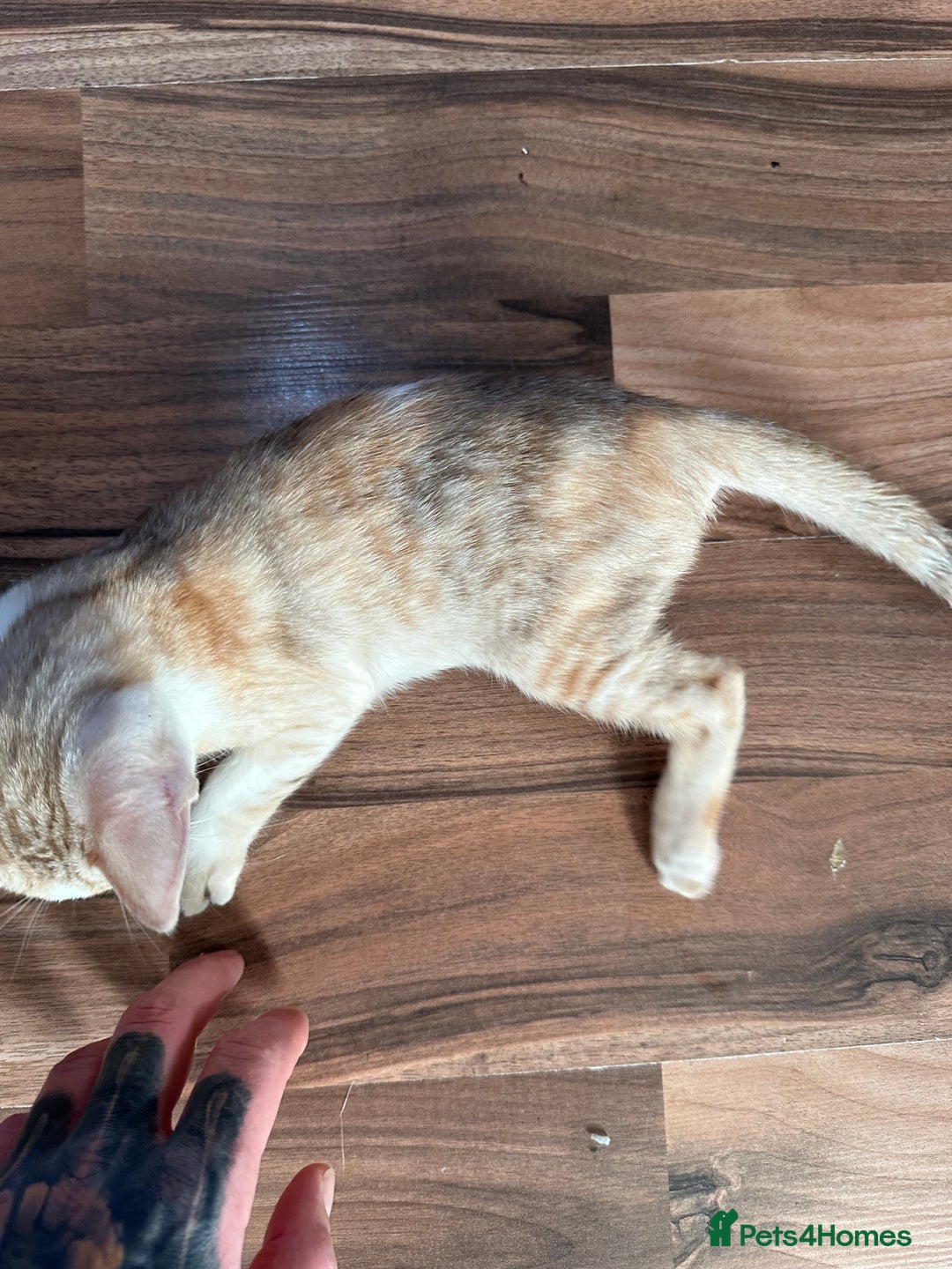 Mixed Breed cats for sale: Crossed Between Oriental short hair & White Bengal - Advert 33