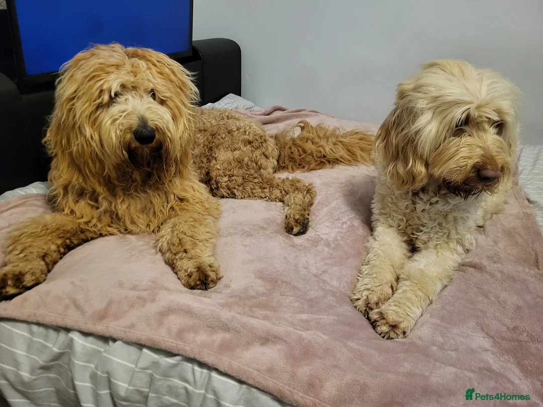Goldendoodle dogs for sale: Goldendoodle-ONLY THIS BEAUTY LEFT  - Advert 19