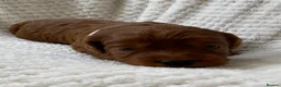 Cockapoo dogs for sale: DNA Clear 6 Gorgeous Dark Red F1 Cockapoo puppies - Advert 22