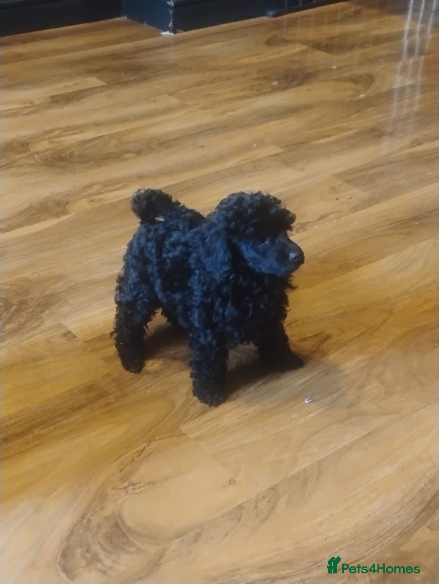 Toy Poodle dogs KC Reg True size Toy poodle Ready NOW  - Advert 6