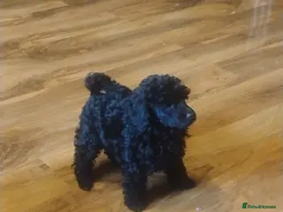 Toy Poodle dogs KC Reg True size Toy poodle Ready NOW - Advert 6