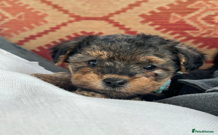 Mixed Breed dogs - Advert 1