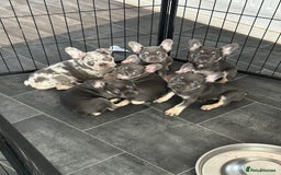 French Bulldog dogs for sale: LAST 2 REMAINING Beautiful French Bulldog Pups in Waltham Cross - Image 3