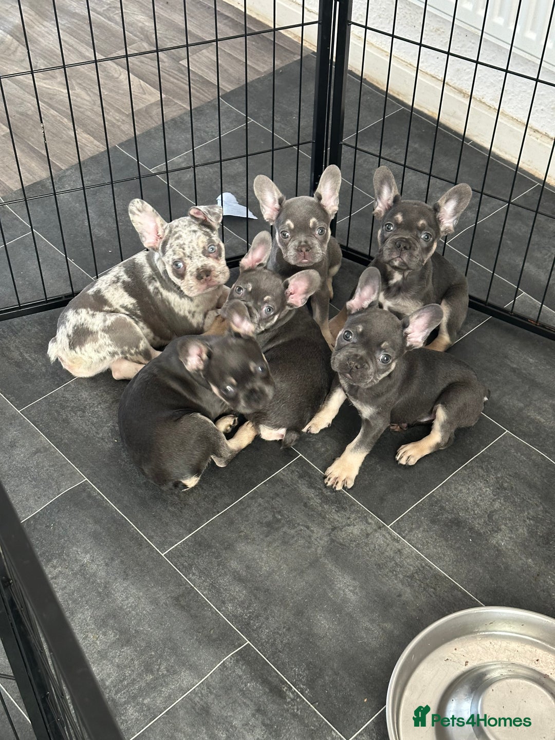 French Bulldog dogs for sale: LAST 2 REMAINING Beautiful French Bulldog Pups in Waltham Cross - Image 3