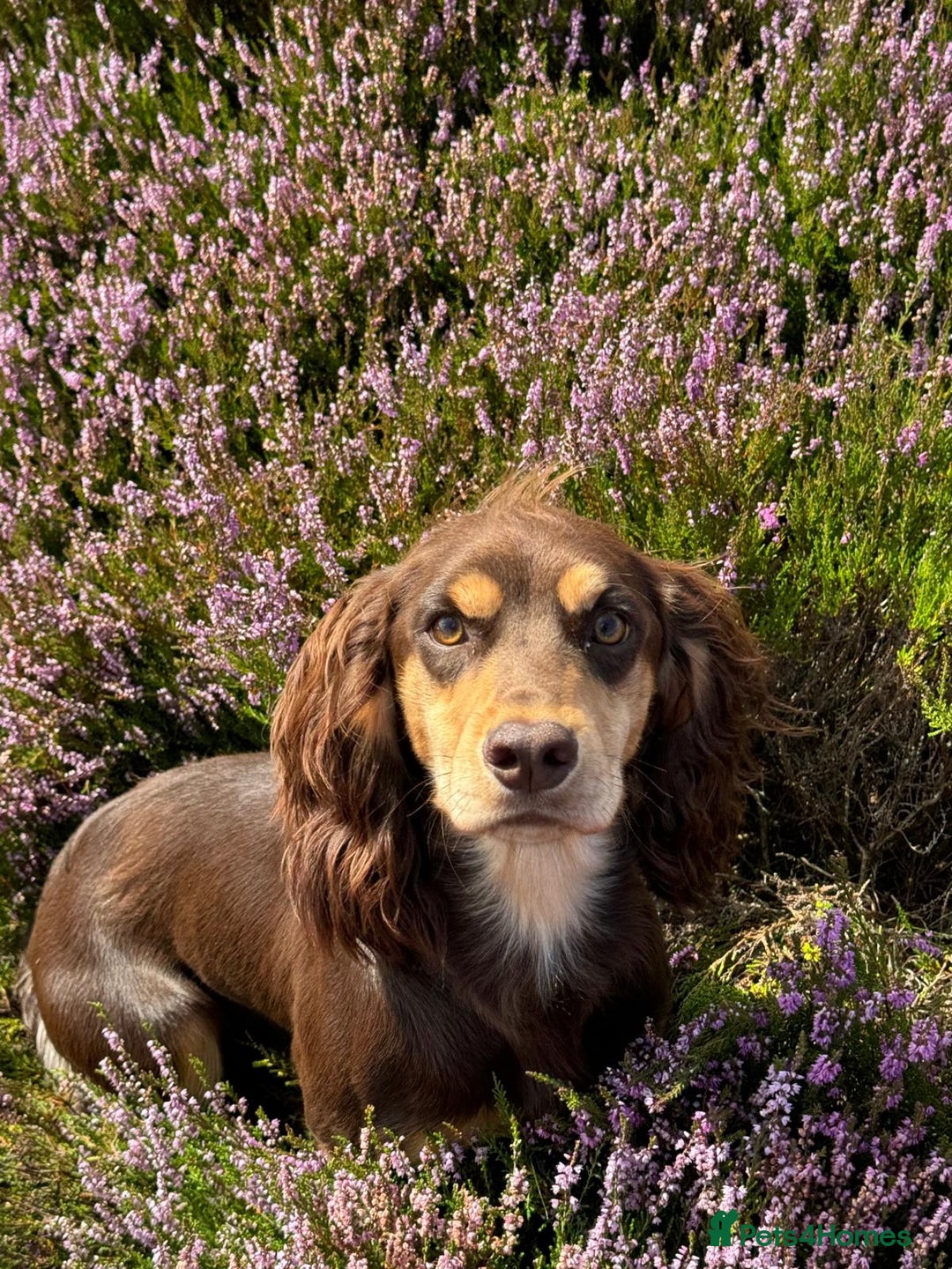 Cocker Spaniel dogs for stud: OFTAW Yogi Bear,a stunning stud dog,HEALTH TESTED  - Advert 2