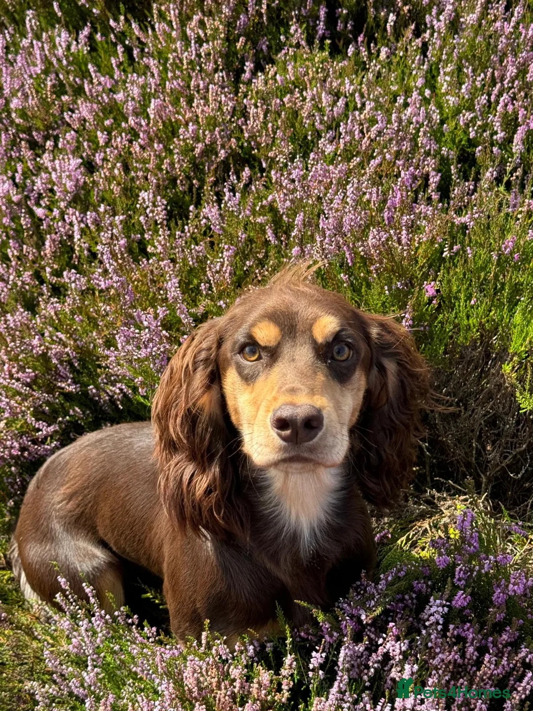 Cocker Spaniel dogs for stud: OFTAW Yogi Bear,a stunning stud dog,HEALTH TESTED  - Advert 2