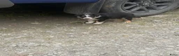 Border Collie dogs for sale: Border collie pups for sale - Advert 19