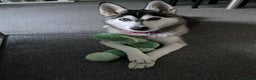Siberian Husky dogs for sale: Beautiful Female Husky  - Advert 2