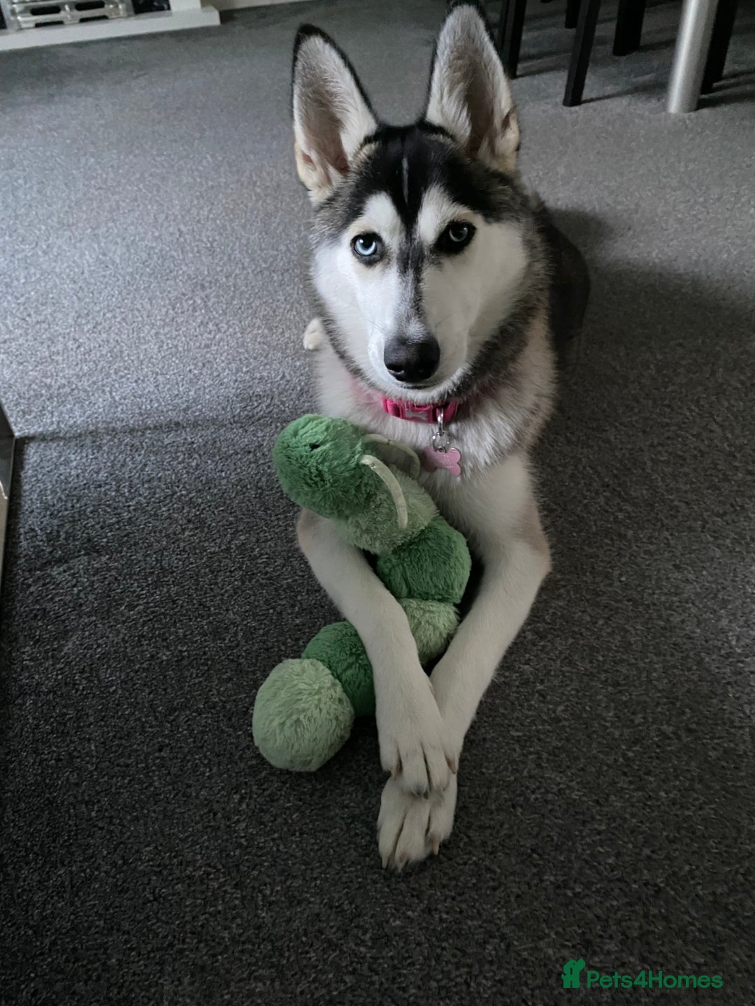 Siberian Husky dogs for sale: Beautiful Female Husky  - Image 2