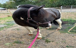 Dartmoor horses for sale: Luna  - Image 1