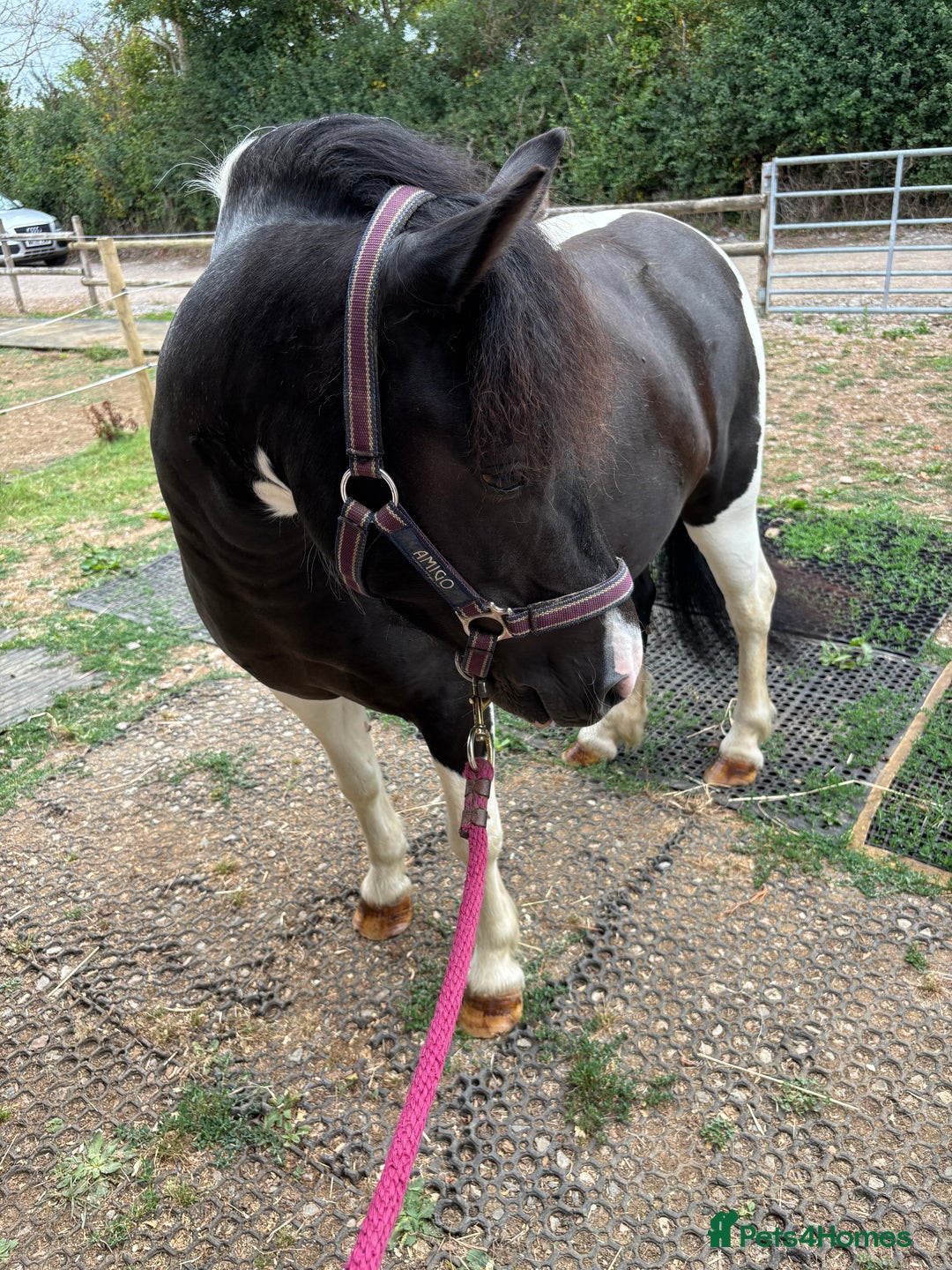 Dartmoor horses for sale: Luna  - Image 1
