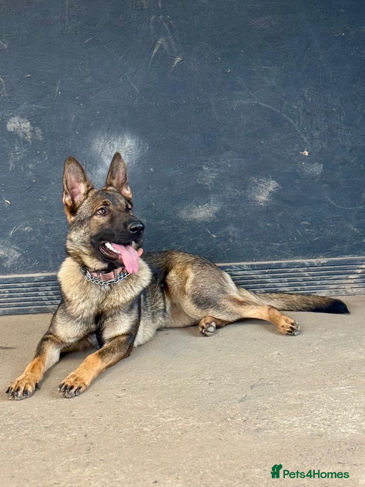 German Shepherd dogs German shepherd Czech working line  - Advert 3