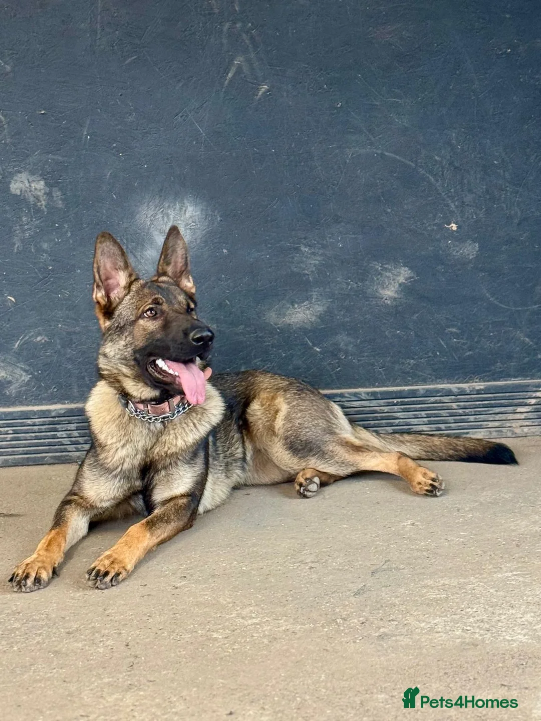 German Shepherd dogs for sale: German shepherd Czech working line  - Advert 1