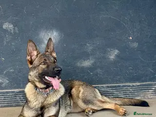 German Shepherd dogs German shepherd Czech working line - Advert 13