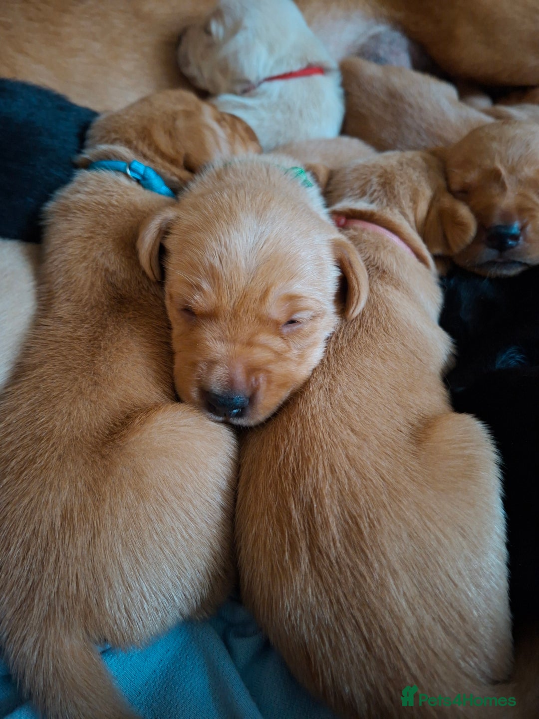 Labrador Retriever dogs for sale: Labrador Retriever litter - Advert 9