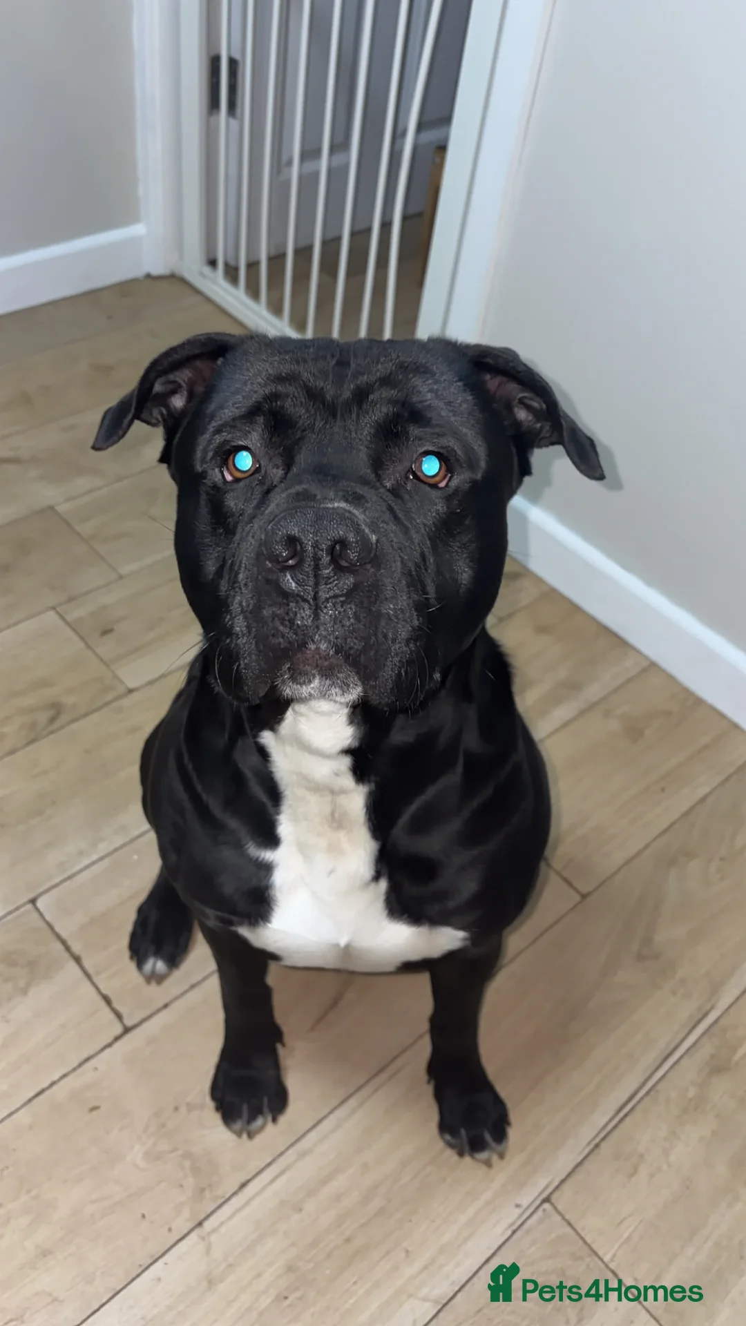 Mixed Breed dogs for sale: Staffie cross american bulldog - Advert 4
