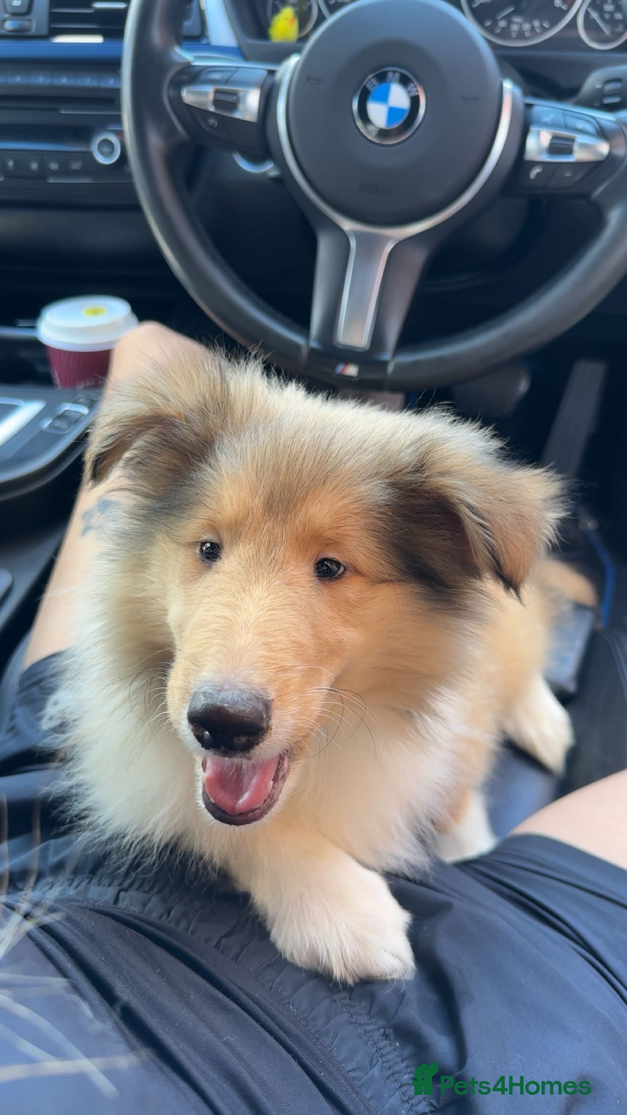 Rough Collie dogs 1 Male KC Rough Collie Puppies Sable & White - Advert 6