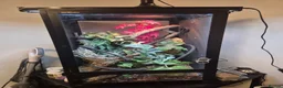 Chameleon reptiles for sale: Chameleon & Fully Set-Up Terrarium  in Birmingham - Advert 1