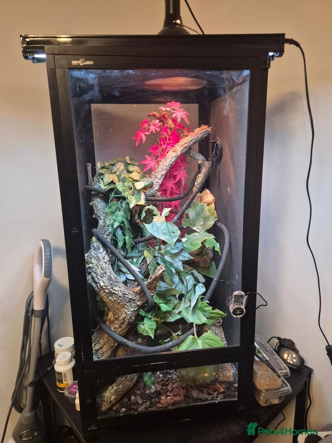 Chameleon reptiles for sale: Chameleon & Fully Set-Up Terrarium  in Birmingham - Advert 1