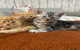 Persian cats for sale: Persian Cross Kittens  - Image 11