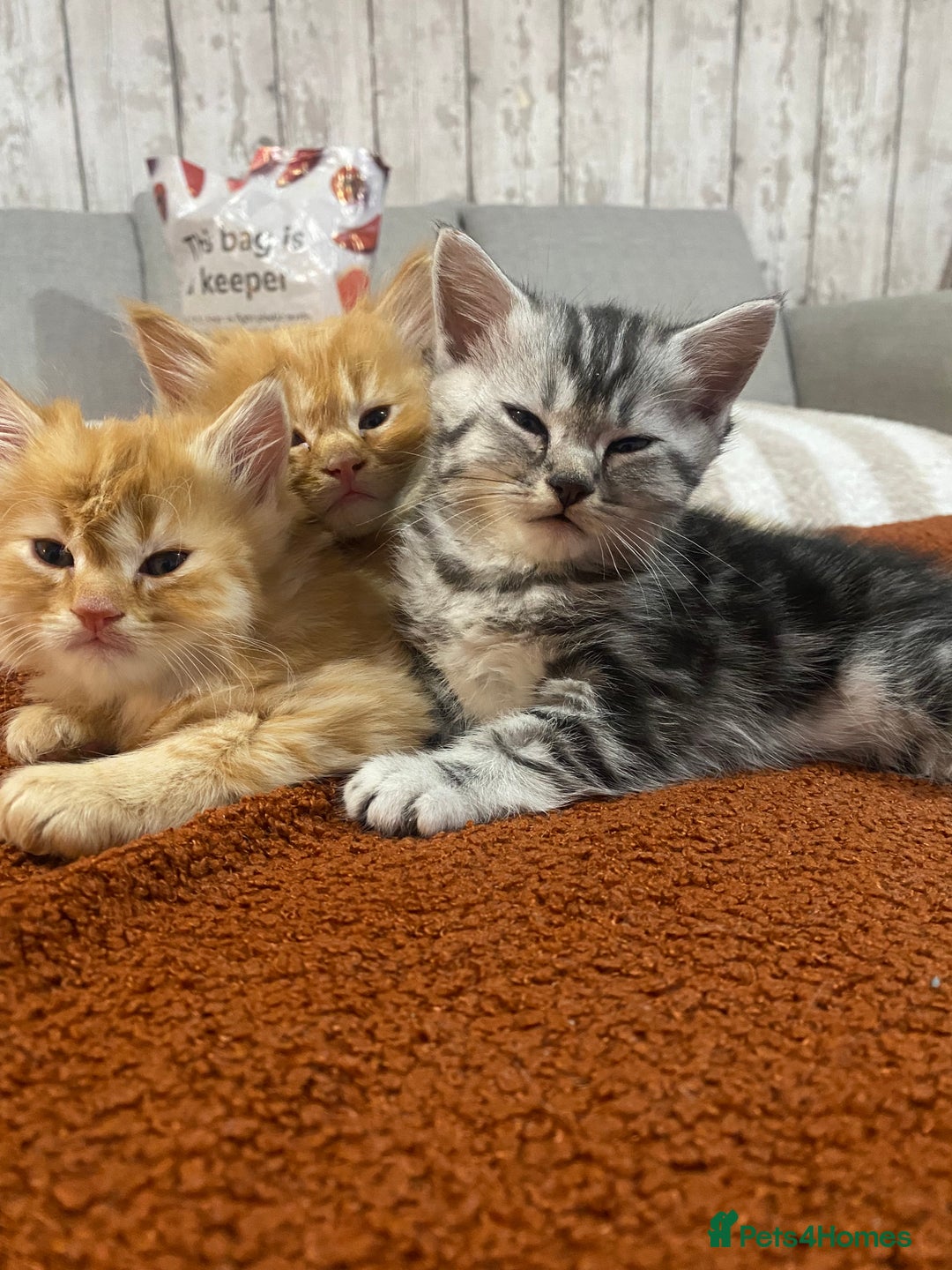 Persian cats for sale: Persian Cross Kittens  - Image 11