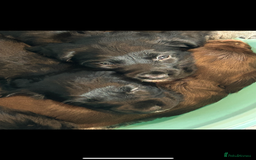 Sprocker dogs for sale: Beautiful Sprocker Puppies - Advert 9