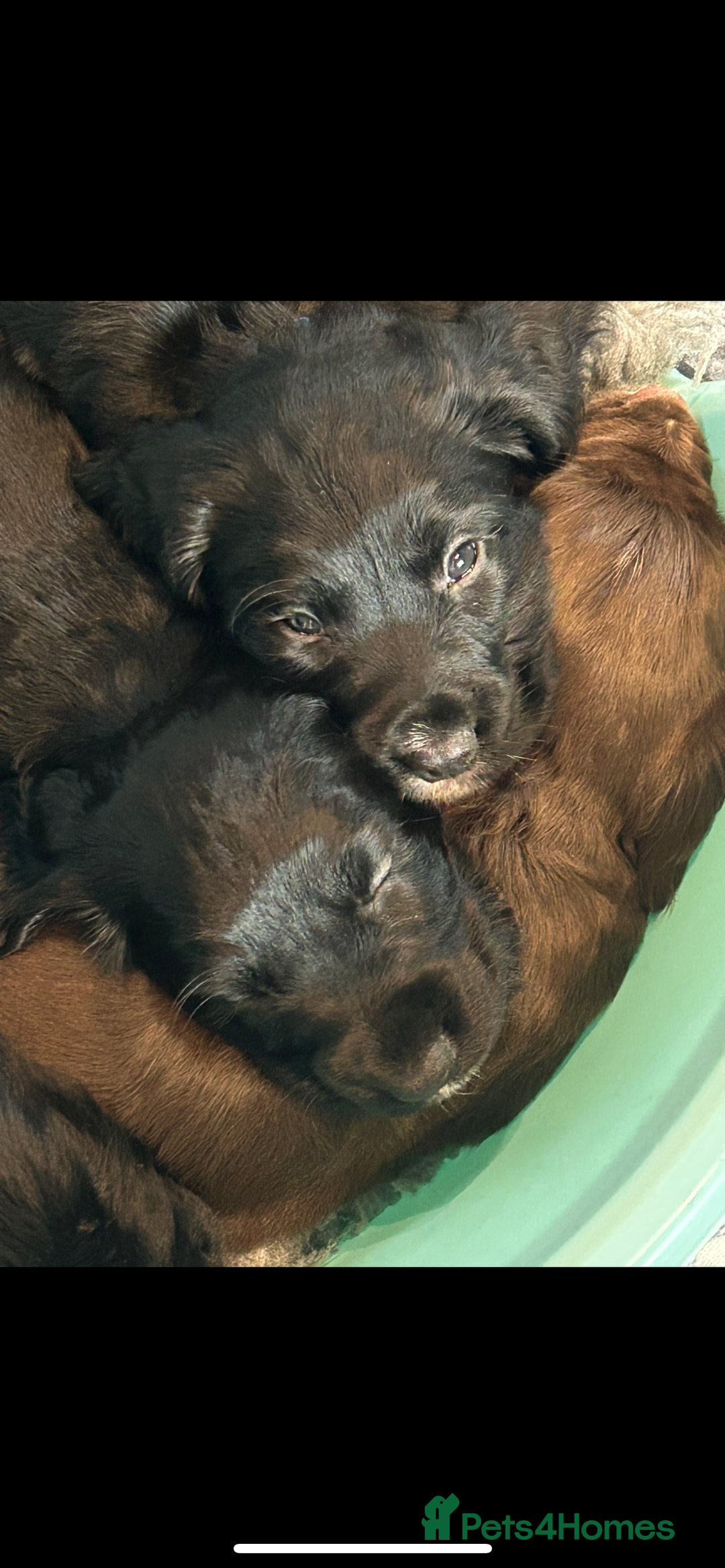 Sprocker dogs for sale: Beautiful Sprocker Puppies - Advert 9