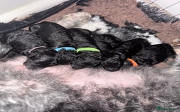 Mixed Breed dogs for sale: Baby girl available  - Advert 4