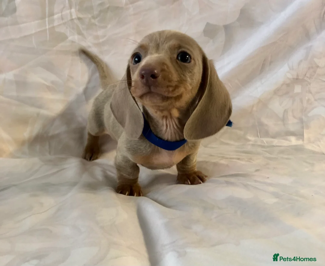 Miniature Dachshund dogs for sale: Miniature beautiful Isabella Girl 🩶🐾 - Advert 13