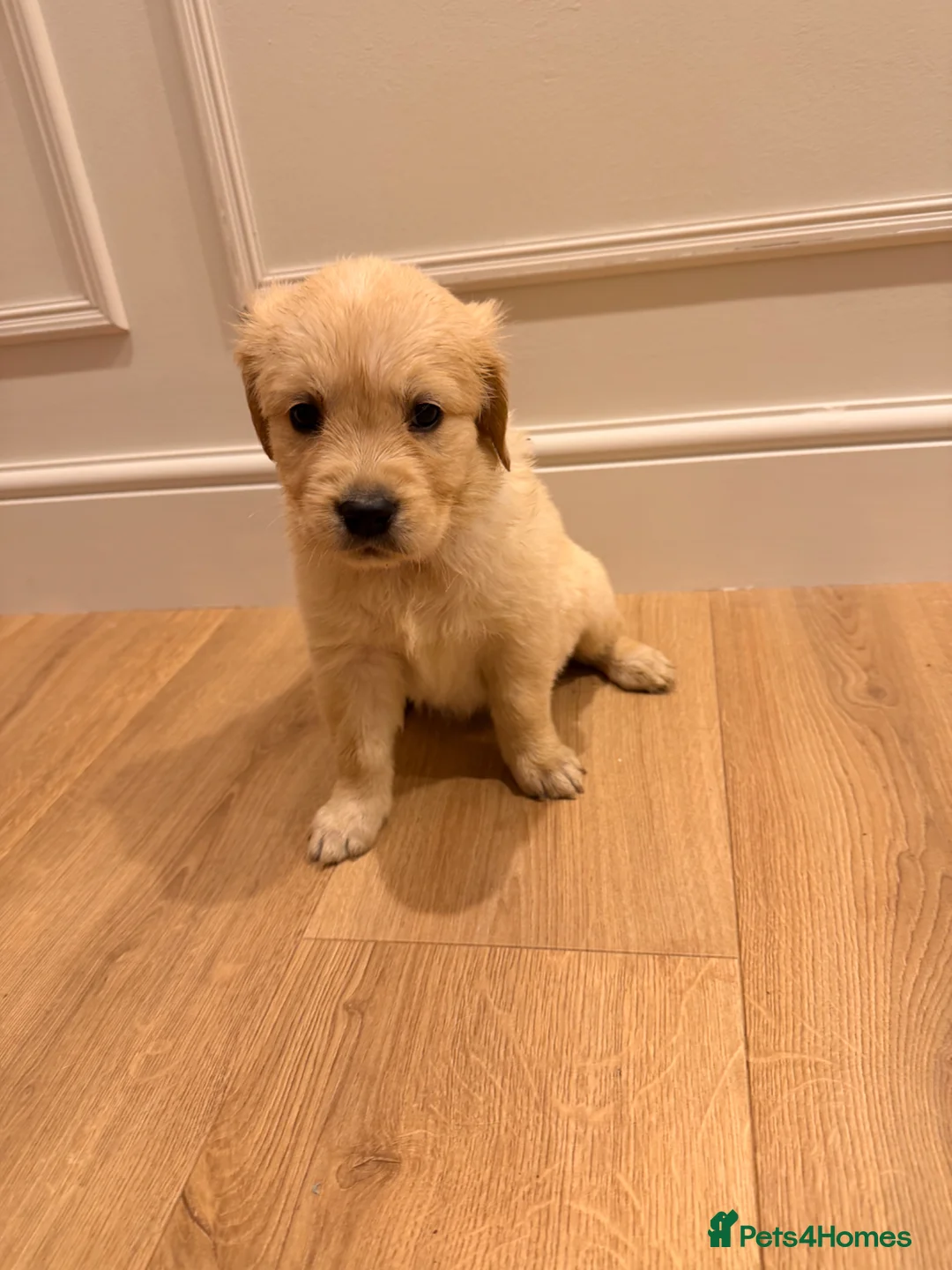 Golden Retriever dogs for sale: Golden Retriever Puppies For Sale - Advert 2