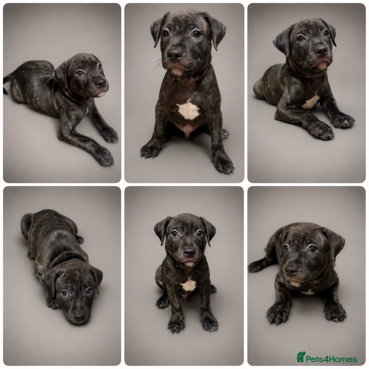 Staffordshire Bull Terrier dogs LAST KC Staffordshire bull terrier pup - Advert 1