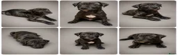 Staffordshire Bull Terrier dogs for sale: LAST KC Staffordshire bull terrier pup - Advert 1