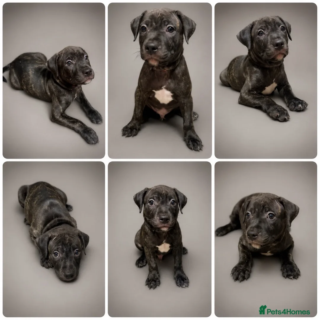 Staffordshire Bull Terrier dogs for sale: LAST KC Staffordshire bull terrier pup - Advert 1