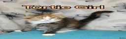 Maine Coon cats for sale: Maine Coon kittens "Pureee Love" - Advert 6