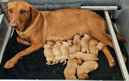 Labrador Retriever dogs for sale: THE LAST KC FOX RED GIRL READY TO LEAVE NOW  - Image 30