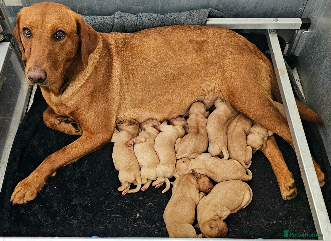 Labrador Retriever dogs for sale: THE LAST KC FOX RED GIRL READY TO LEAVE NOW  - Image 30