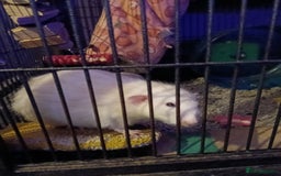 Rat rodents for sale: 4 loving male rats - Image 3