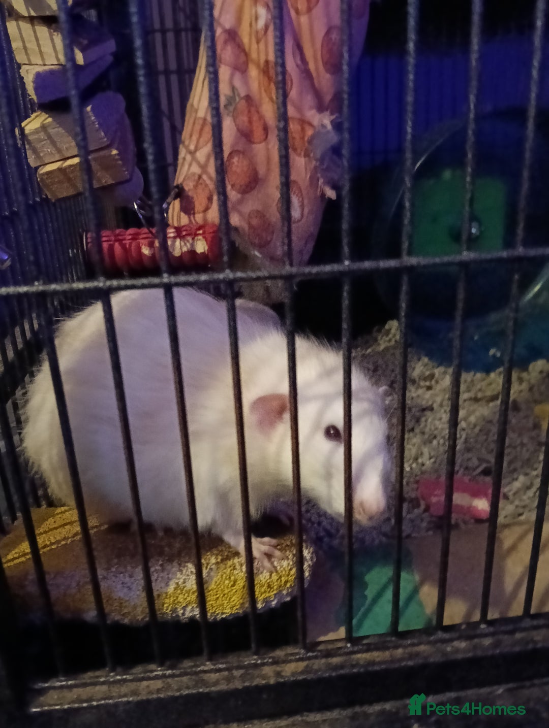 Rat rodents for sale: 4 loving male rats - Image 3