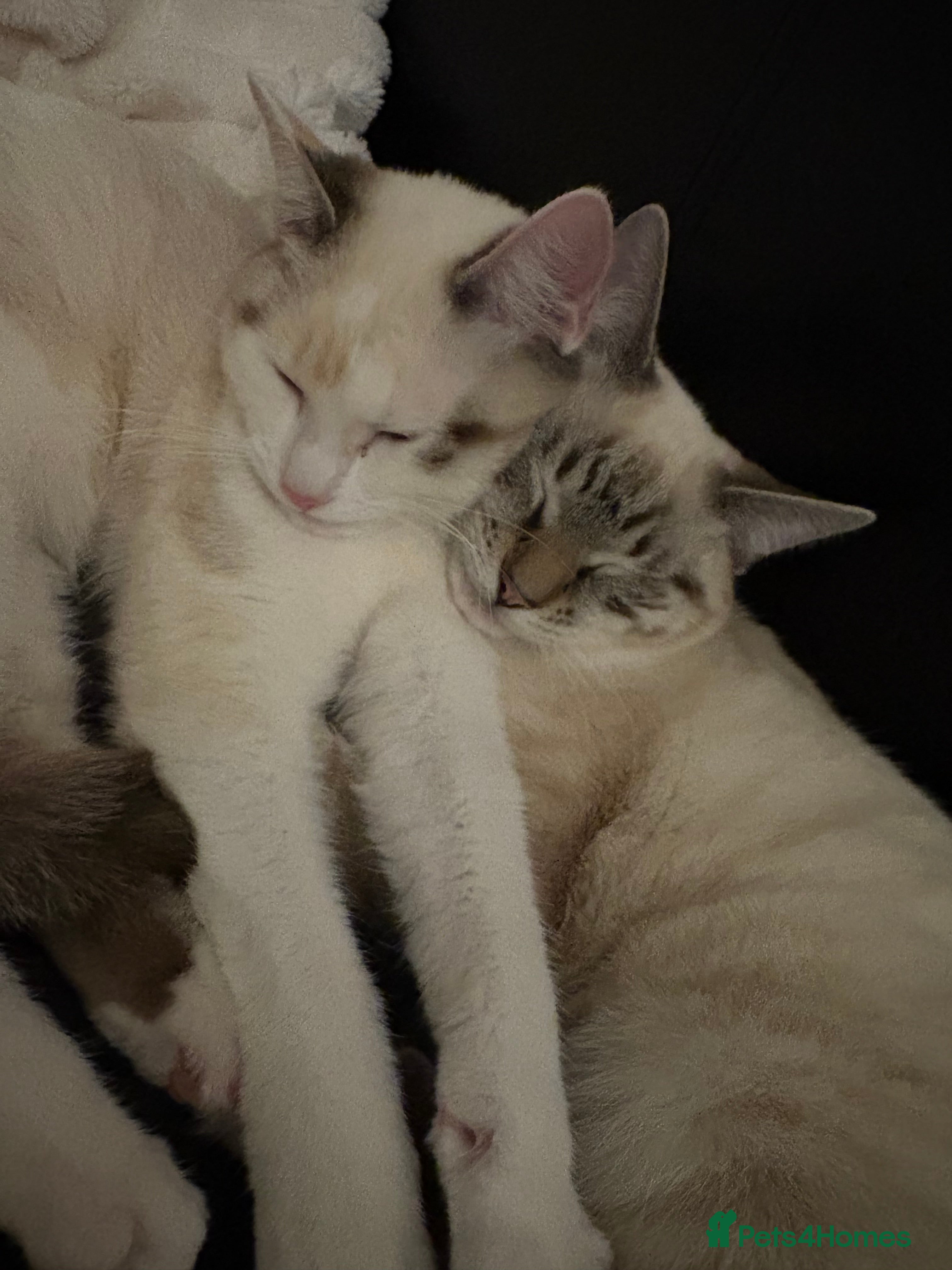 Mixed Breed cats Two Half Rag half Tabby kittens - Advert 1