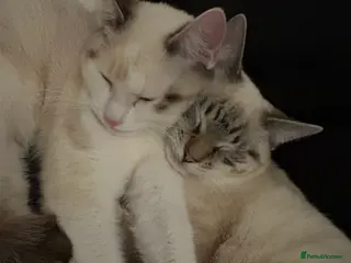 Mixed Breed cats Two Half Rag half Tabby kittens - Advert 5