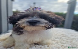 Maltipoo dogs for sale: Dominc C - Image 4