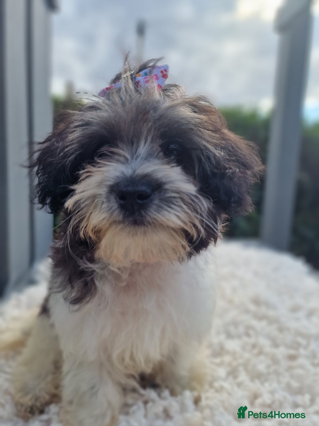 Maltipoo dogs for sale: Dominc C - Image 4