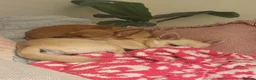 Chihuahua dogs for sale: Peaches & Blossom - Advert 3