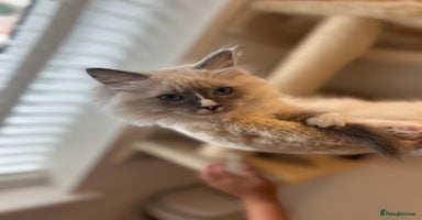 Ragdoll cats - Advert 13