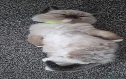 Ragdoll cats for sale: GCCF beautiful seal white bi-colour/point mitted - Image 31