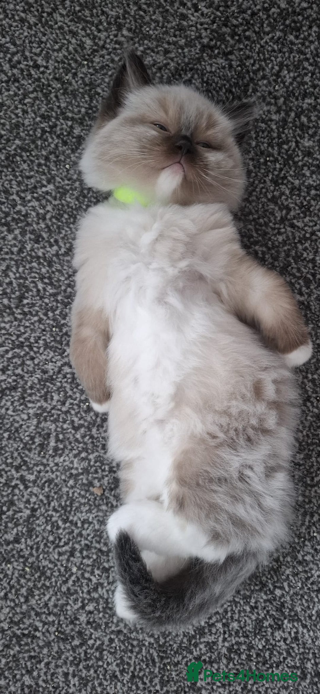 Ragdoll cats for sale: GCCF beautiful seal white bi-colour/point mitted - Image 31