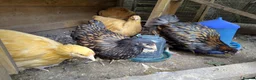 Chickens poultry for sale: Pair of young gold laced Orpingtons - Advert 1