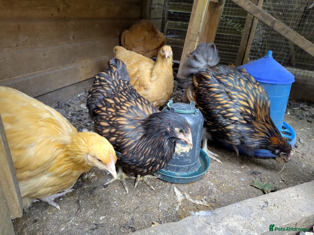 Chickens poultry for sale: Pair of young gold laced Orpingtons - Advert 1
