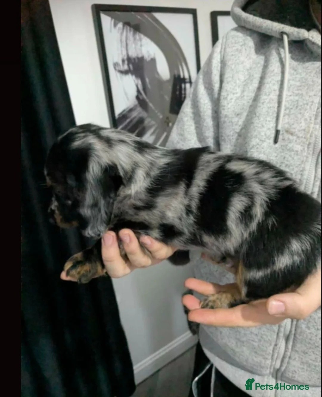Dachshund dogs for sale: 3 female and 2 male puppies  - Advert 17