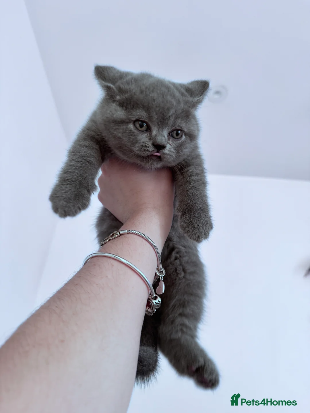 British Shorthair cats for sale: 🐾 Exceptional Blue British Shorthair Kittens 🐾 in London - Advert 4